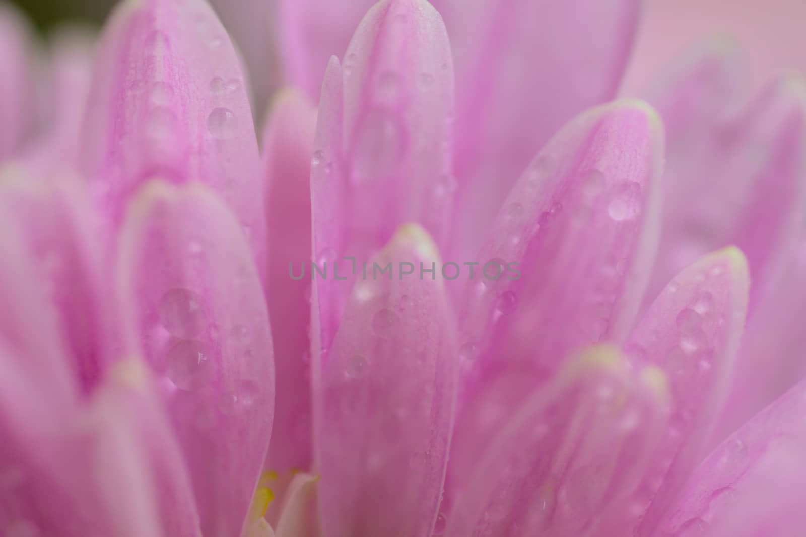 Macro texture of pink Dahlia flower petals with water droplets in horizontal frame