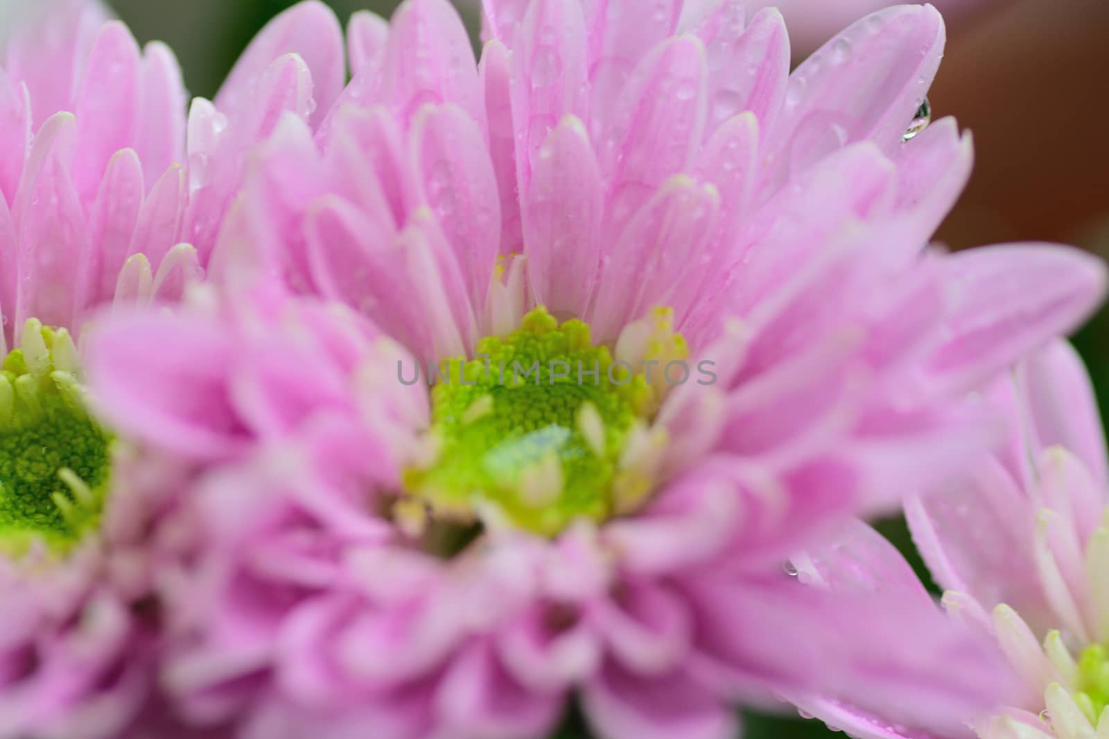 Macro texture of pink Dahlia flower petals with water droplets in horizontal frame