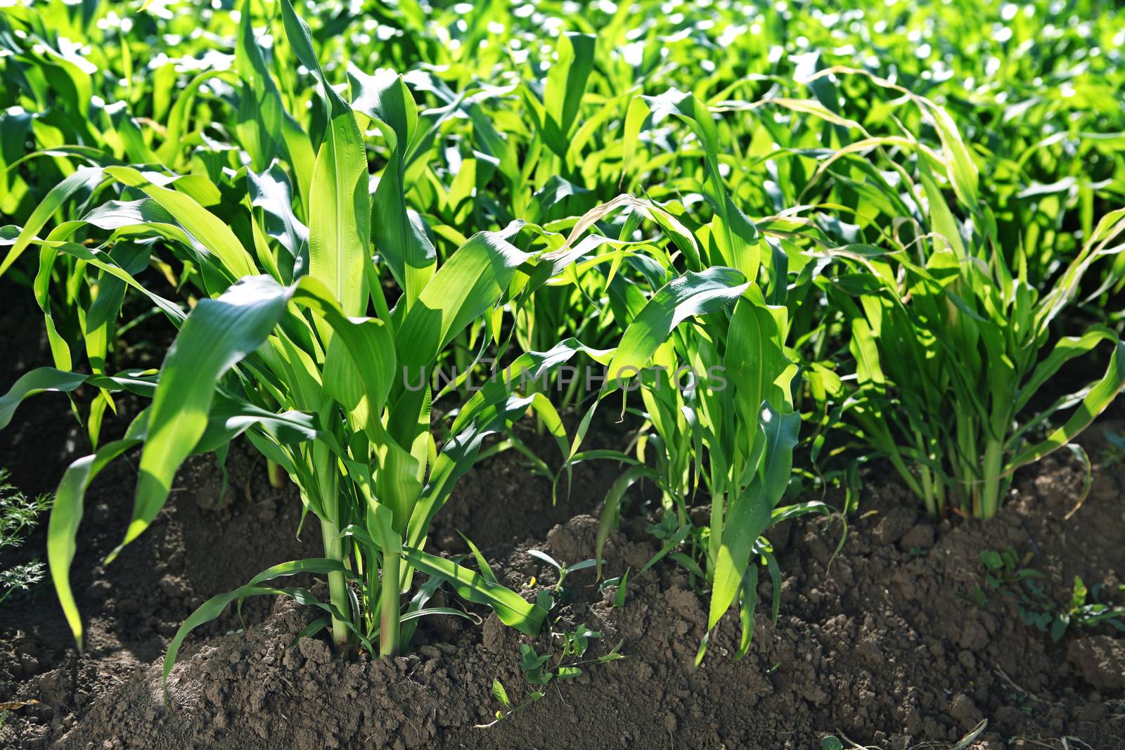 A green field of corn growing up