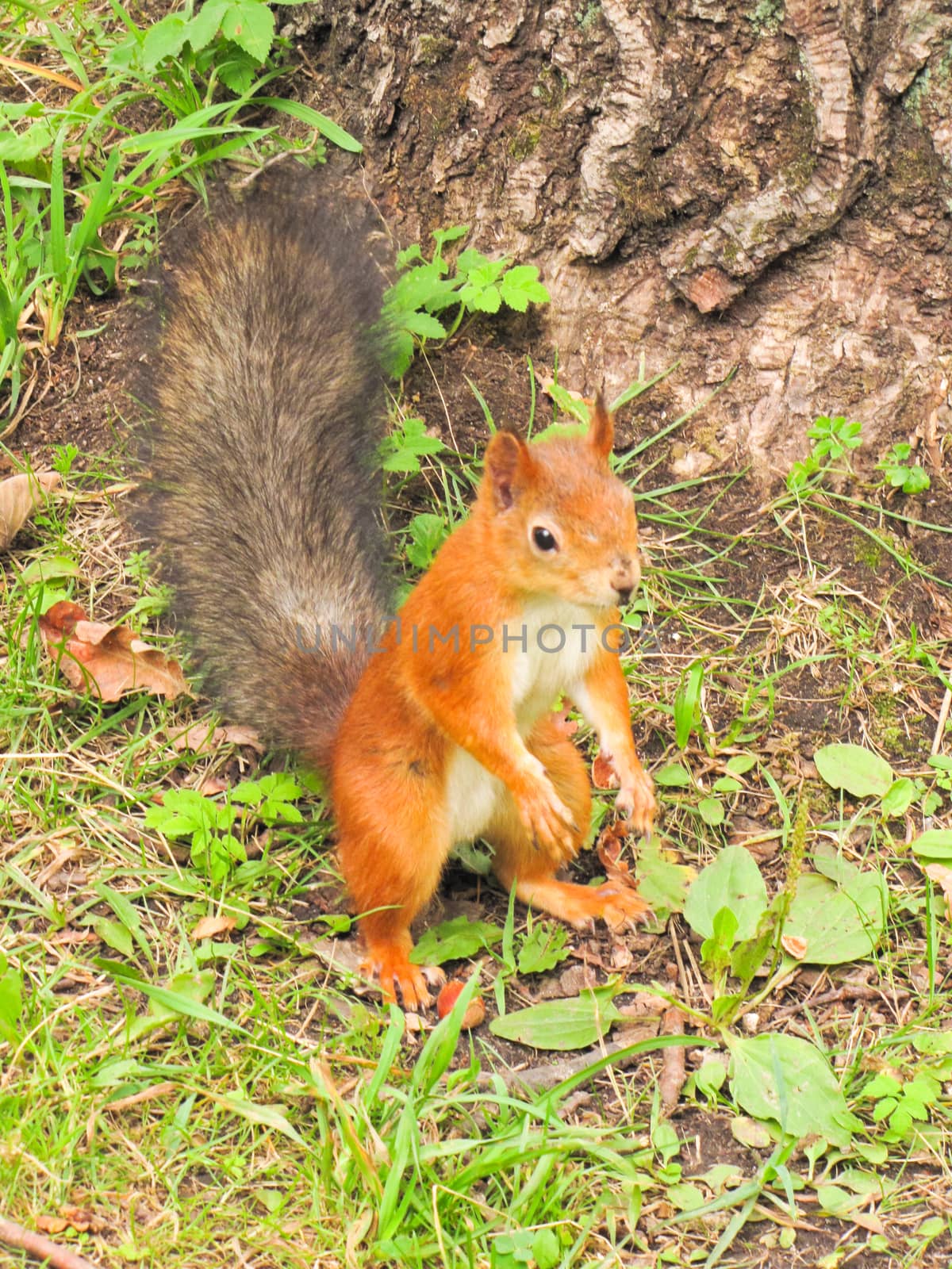 little red squirrel by rodakm
