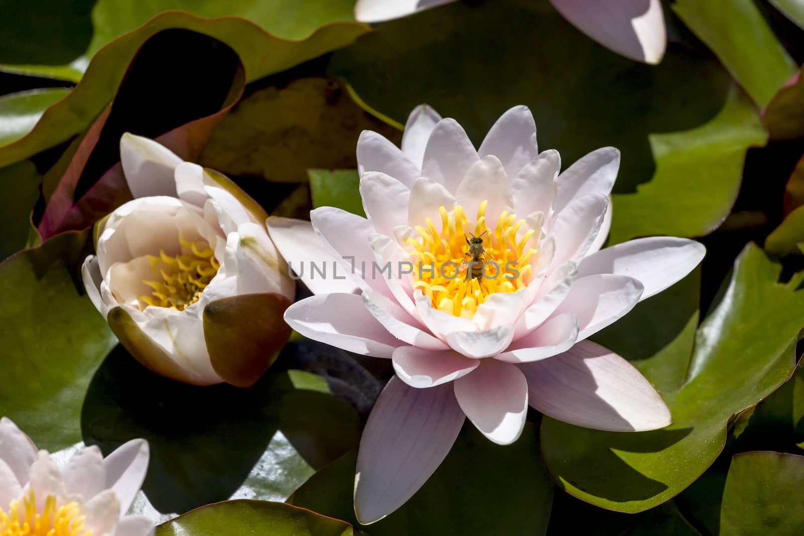 This is an image of a honeybee collecting pollen on a lotus in a lily pond. Captured a formal garden in San Francisco, California.