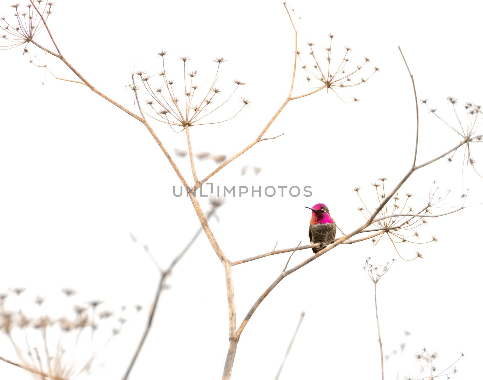 Hummingbird on a Dry Plant by whitechild