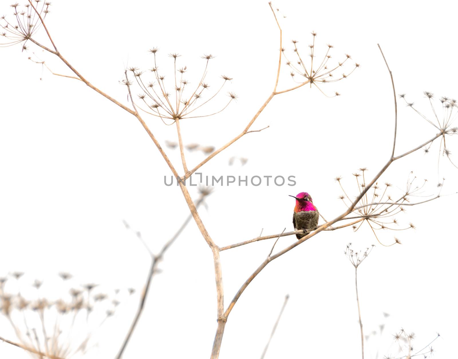 Hummingbird standing on a dry plant against white background.