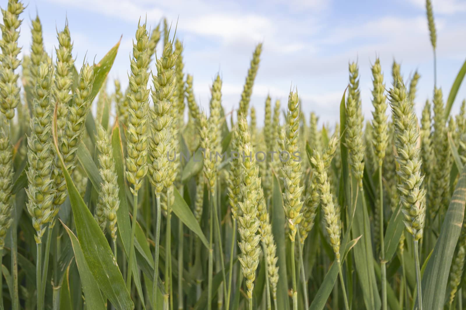 agricultural field, nature and agriculture farming series