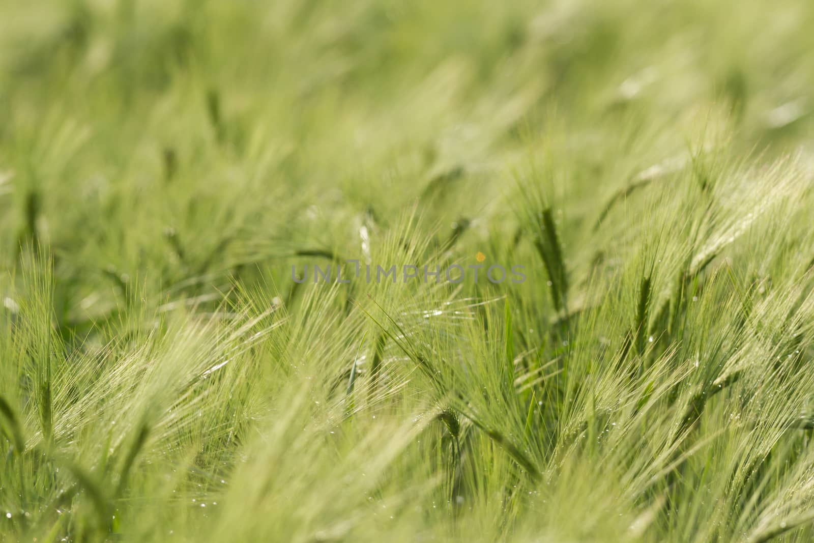 agricultural field, nature and agriculture farming series