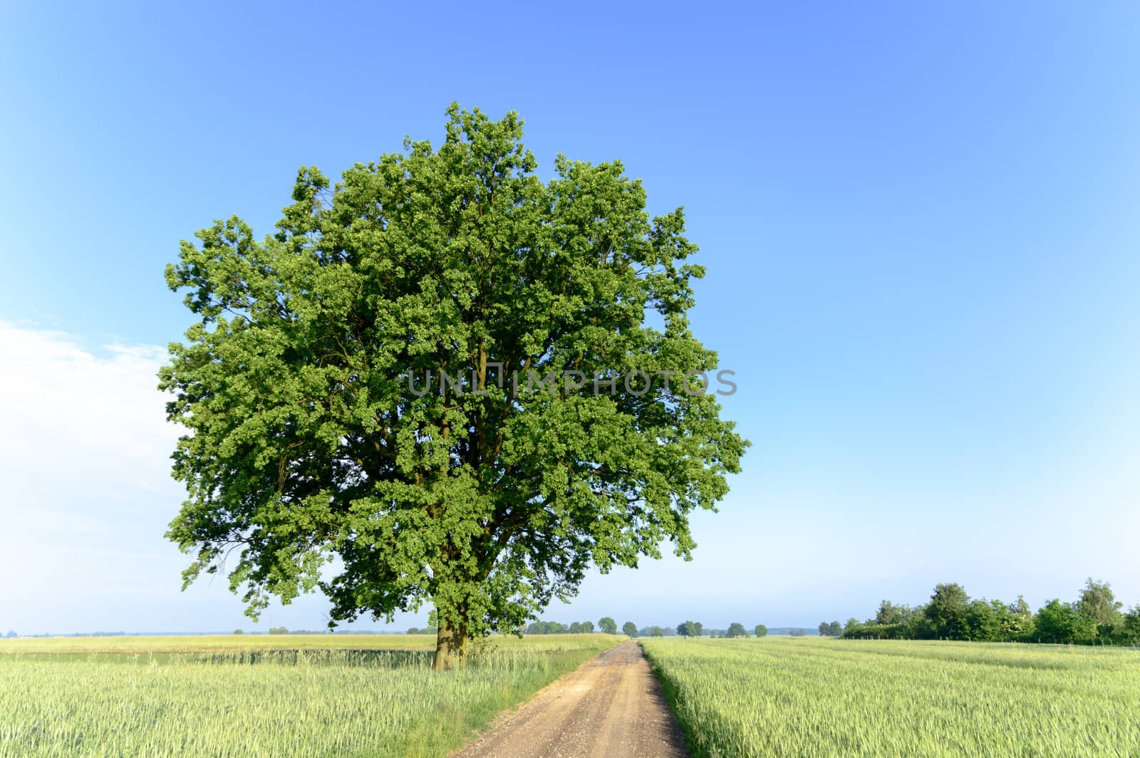 country road leading up to the horizon line , nature series