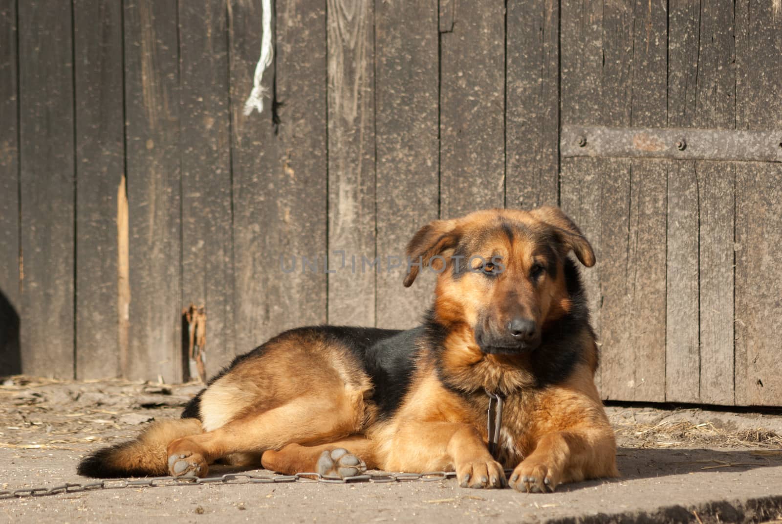 funny dog in sunny day, animals series