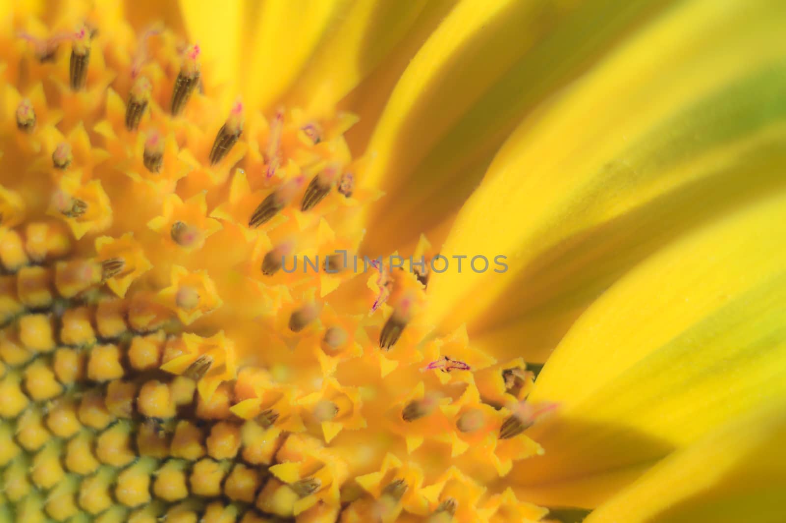 flowers as a colorful background, macro photo, nature series