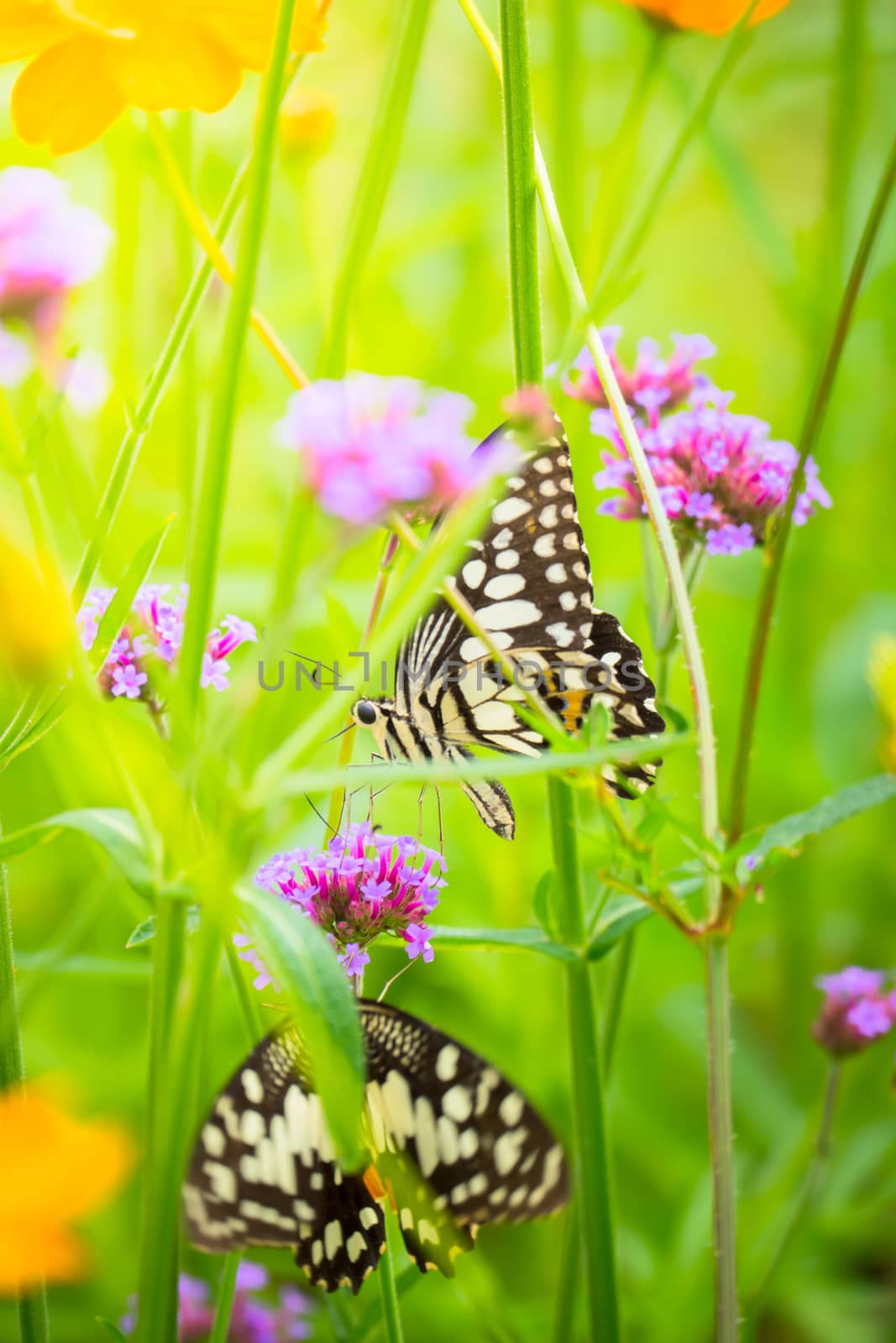 Beautiful Butterfly on Colorful Flower, nature background