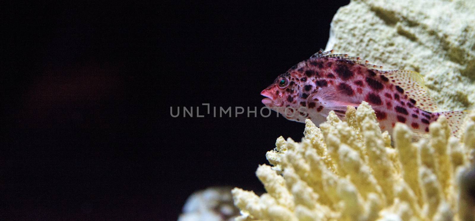 Spotted hawkfish Cirrhitichthys aprinus perches on coral and sand in a reef