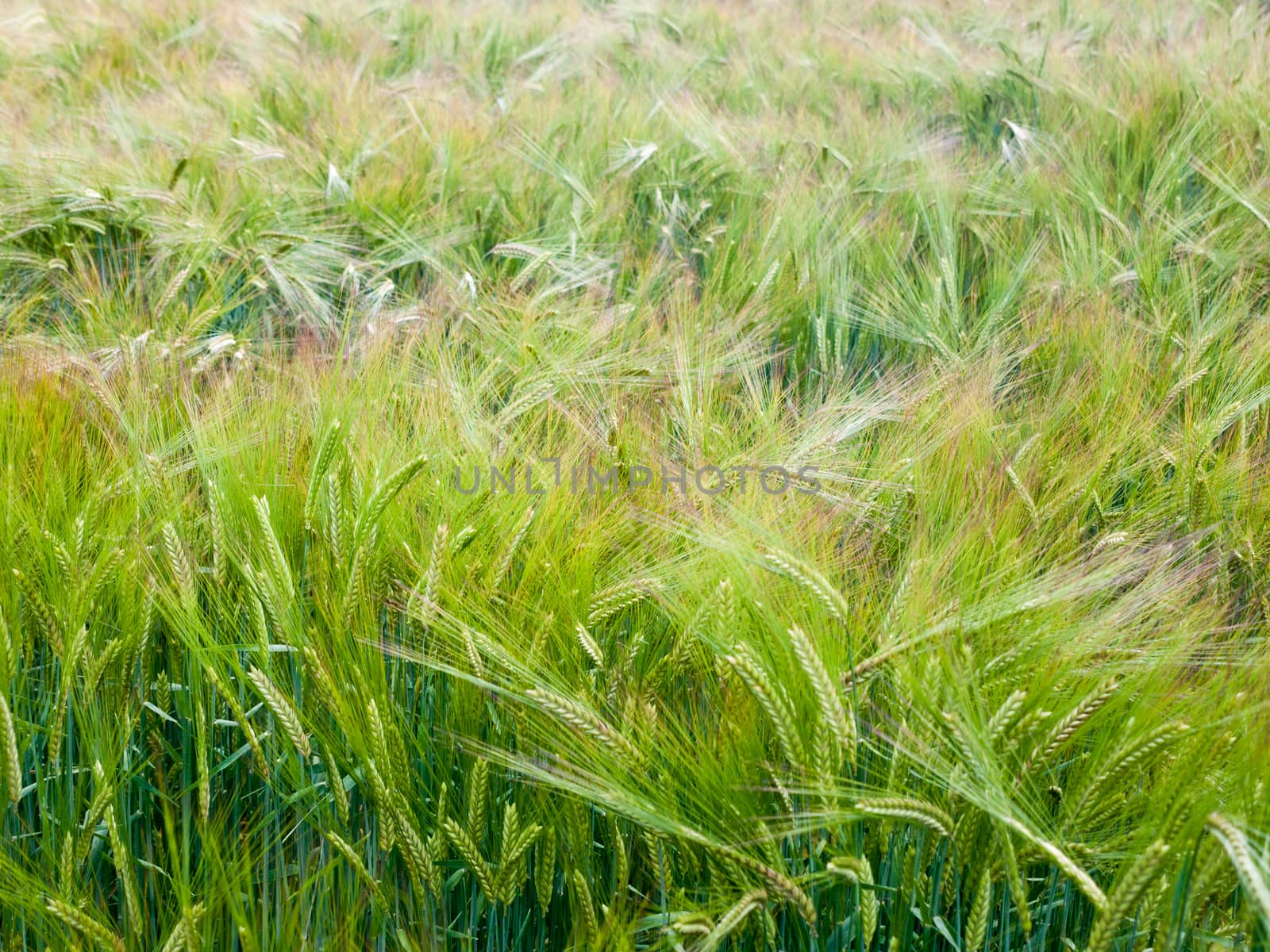 close up of field of crop growing outside england uk