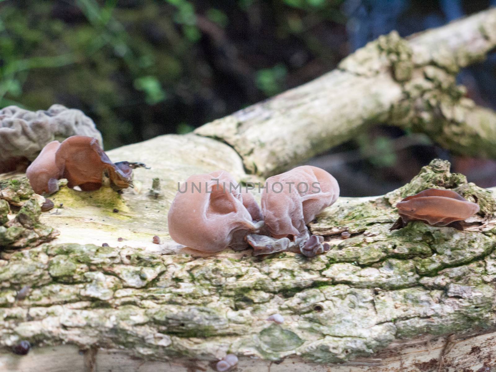 close up of brain mushroom growing on log outside england uk