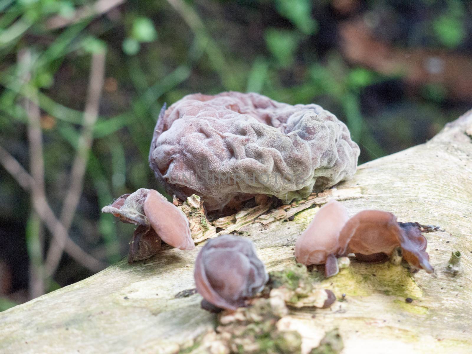 close up of brain mushroom growing on log outside england uk