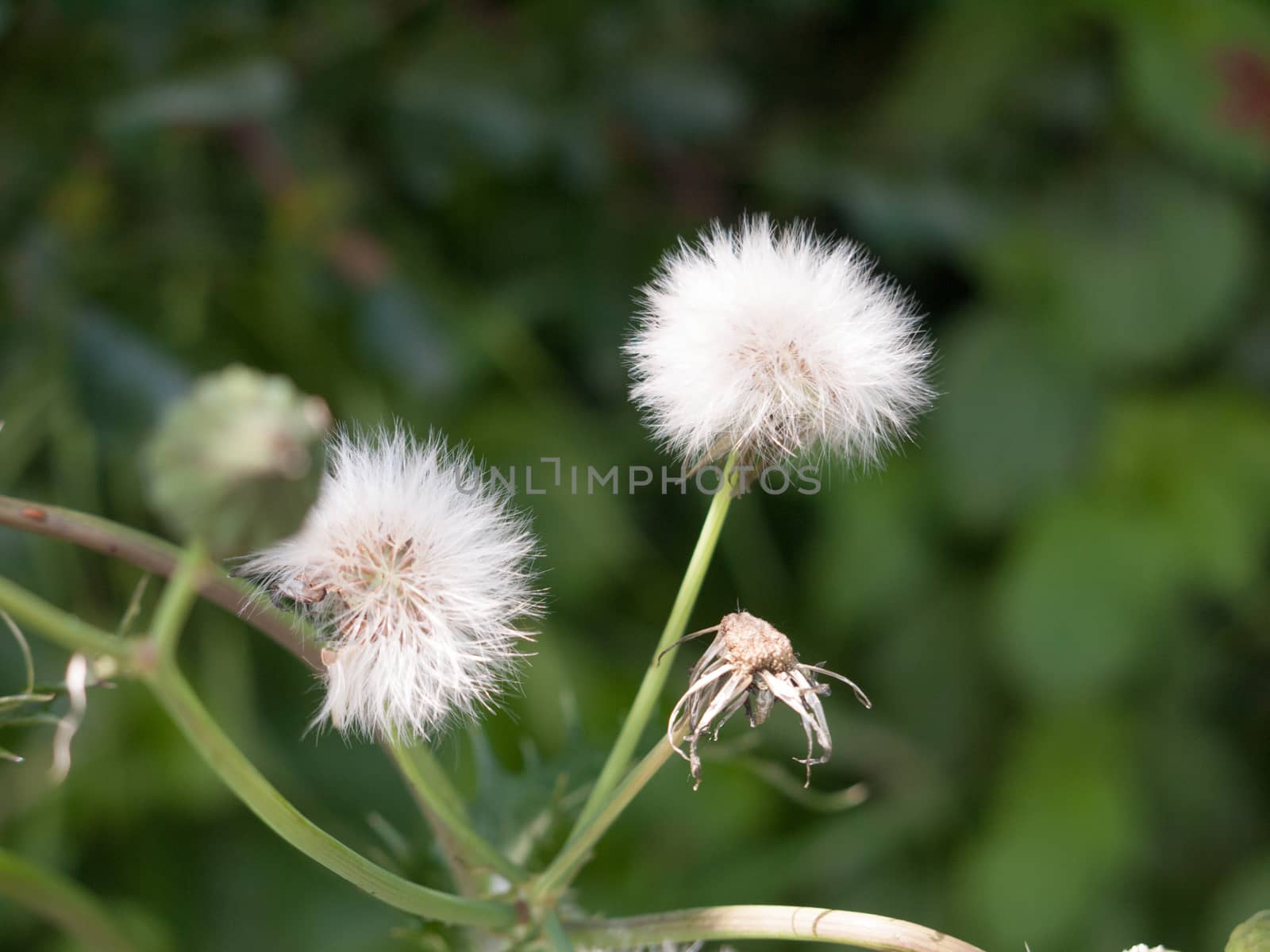 clear white dandelion flower head in grass isolated england uk