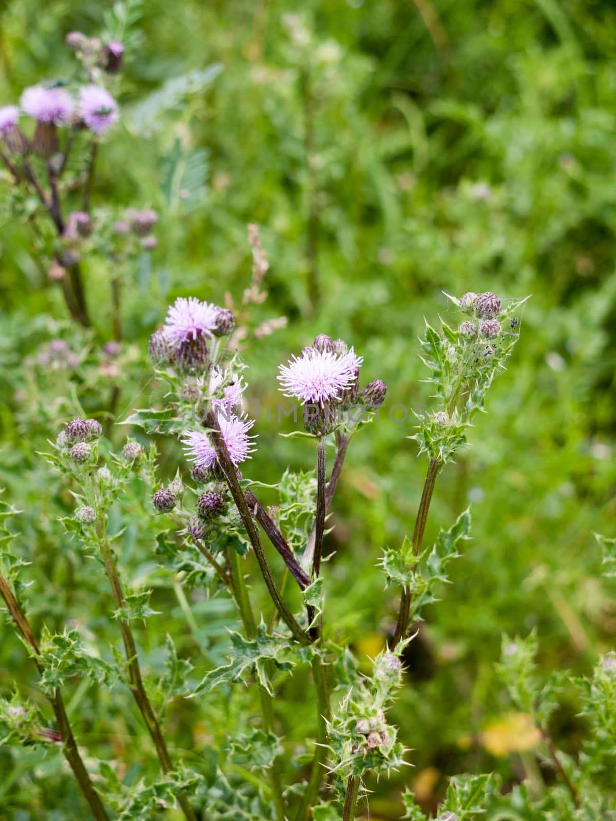 a few pink thistle flower heads blooming and budding
