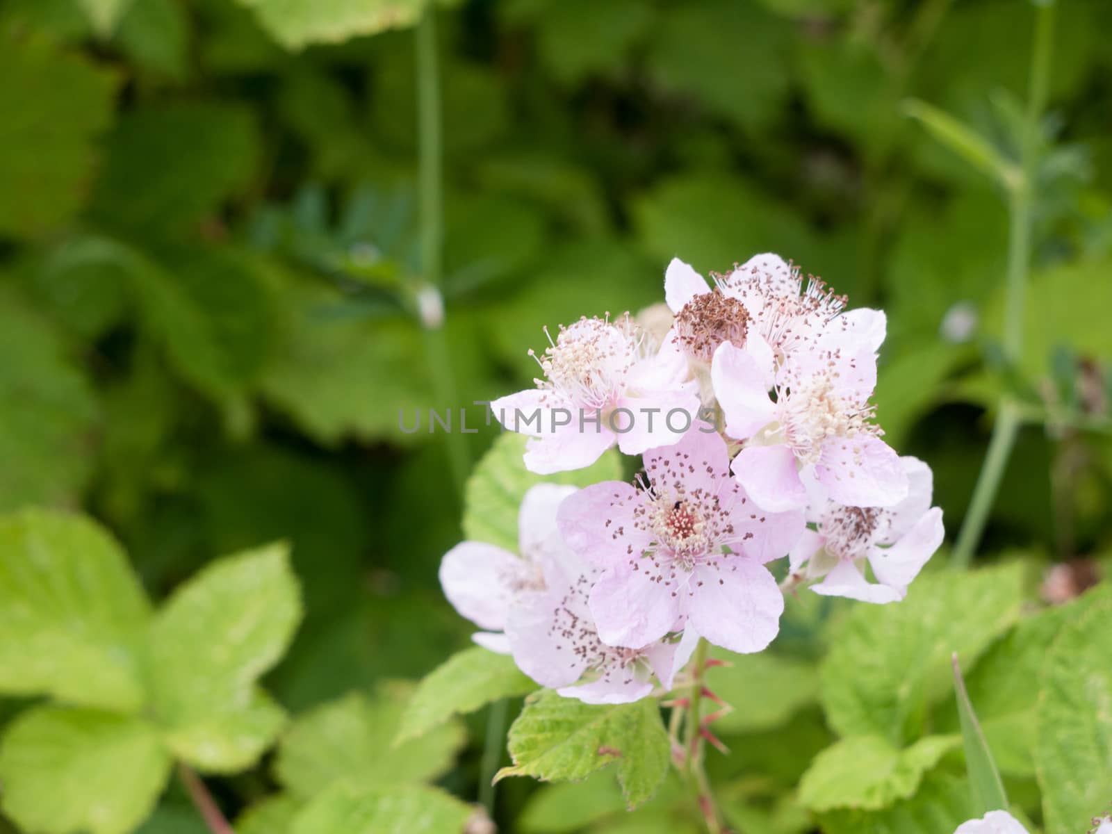 a bunch of beautiful white bramble flowers