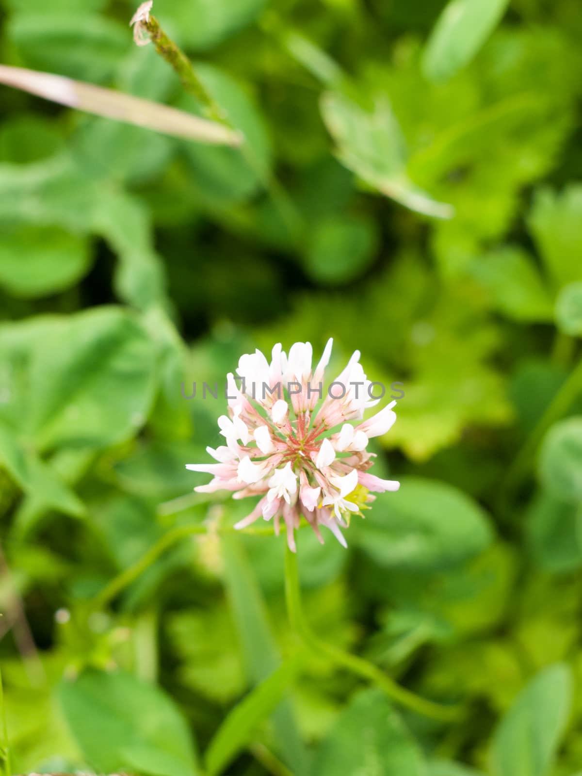single clover flower head arising out of grass and meadow