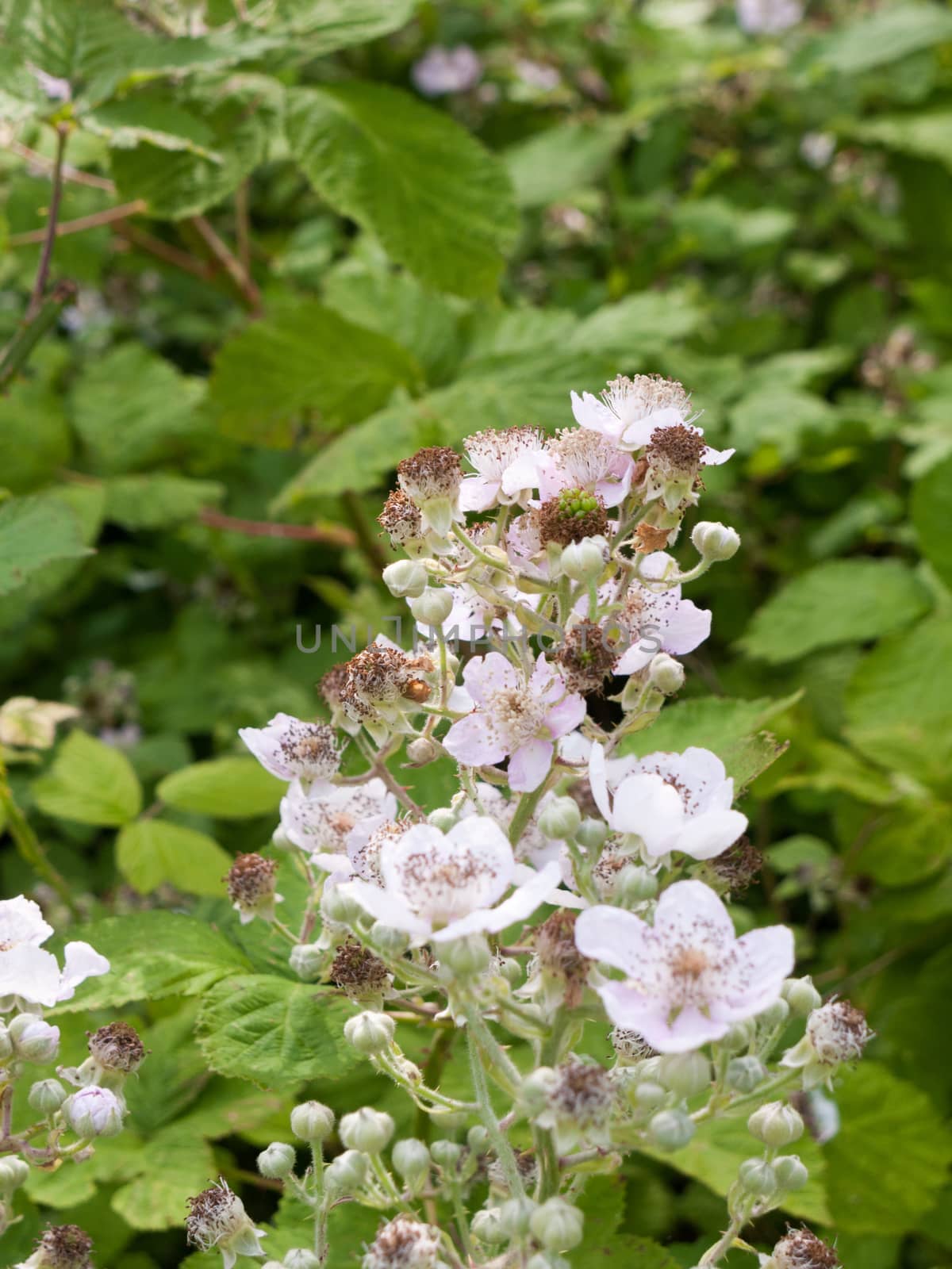 a bunch of beautiful white bramble flowers
