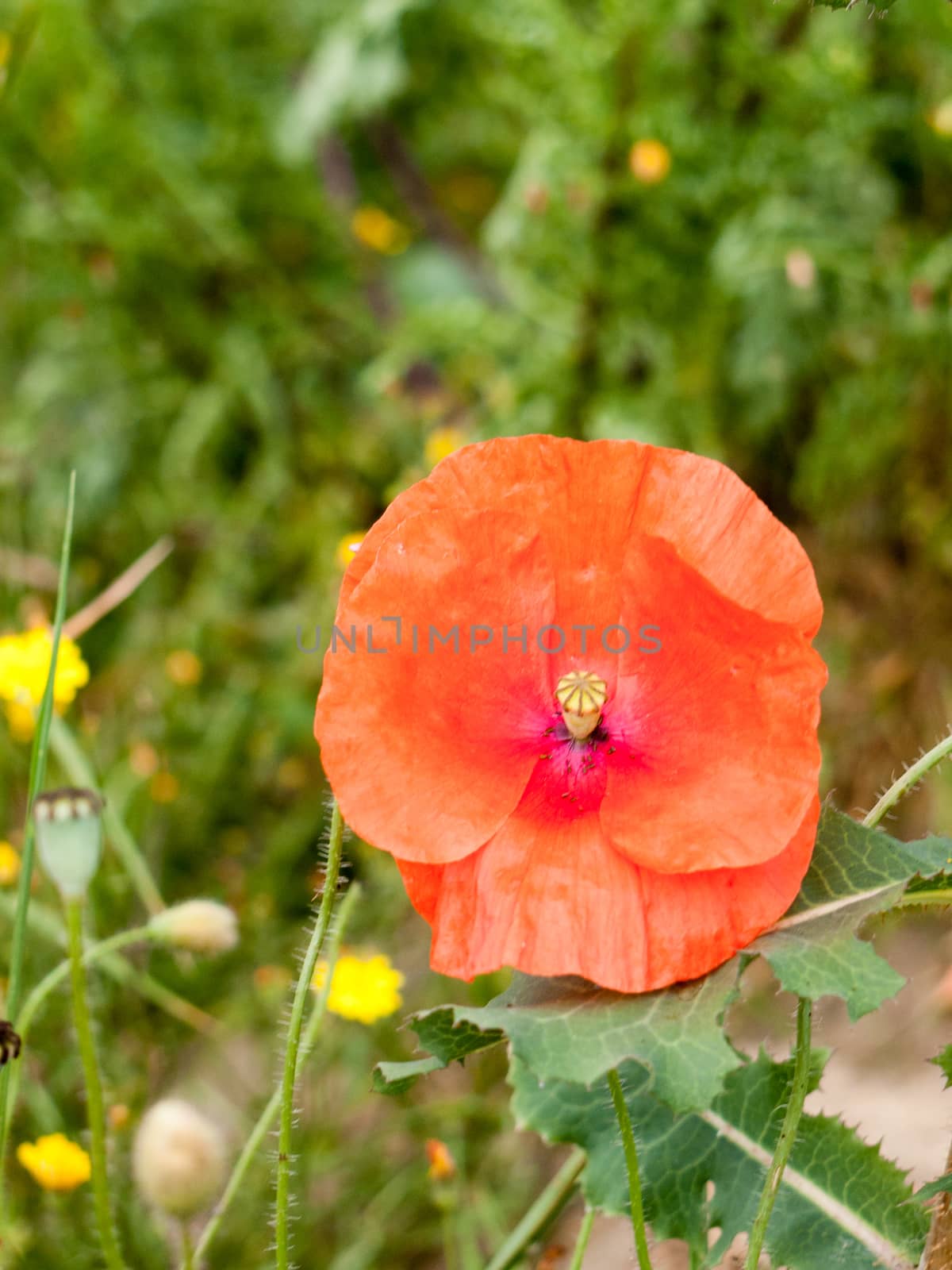 lush red poppy with detail outside on the ground in the grass