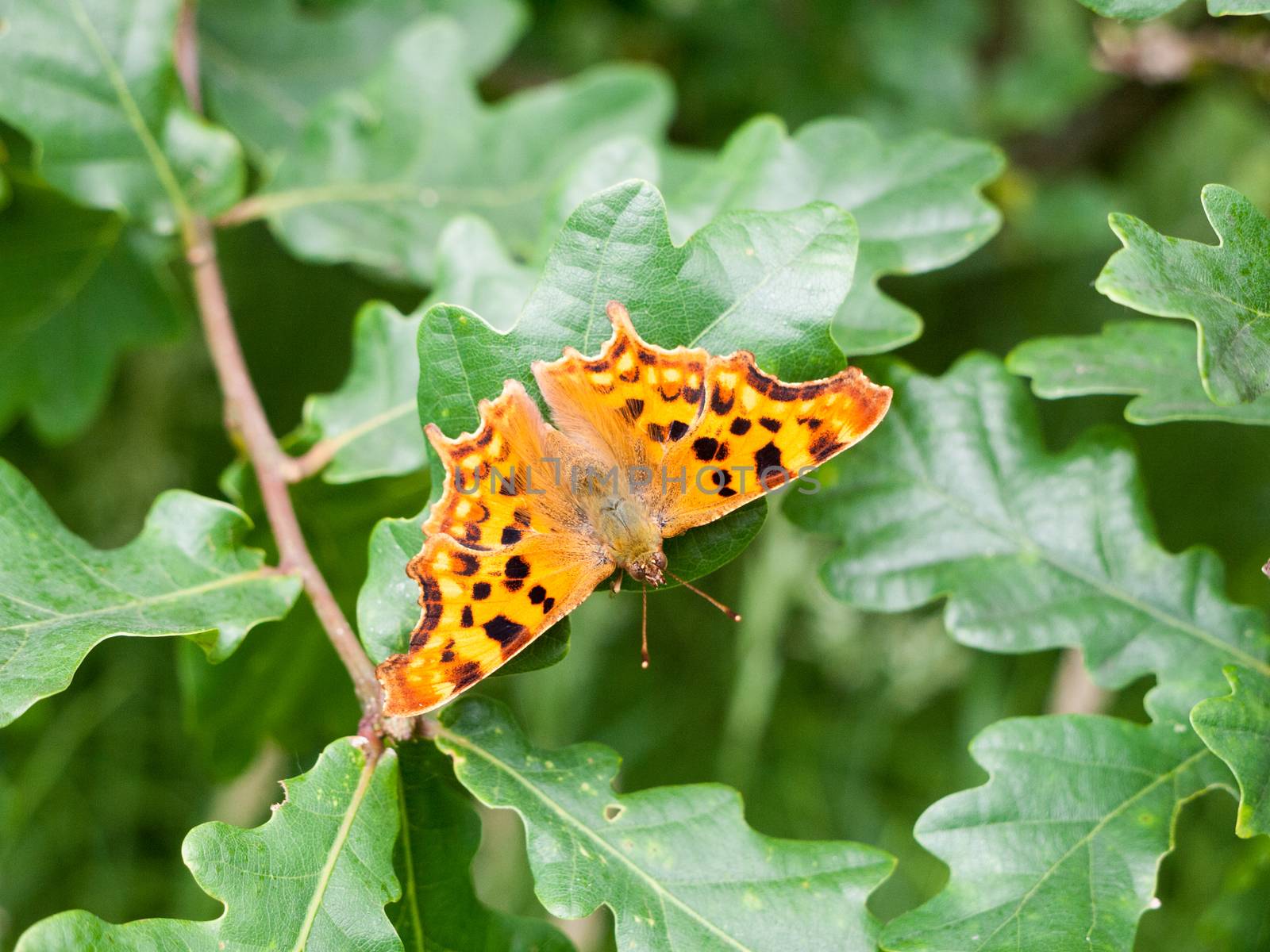 comma butterfly on some leaves outside 