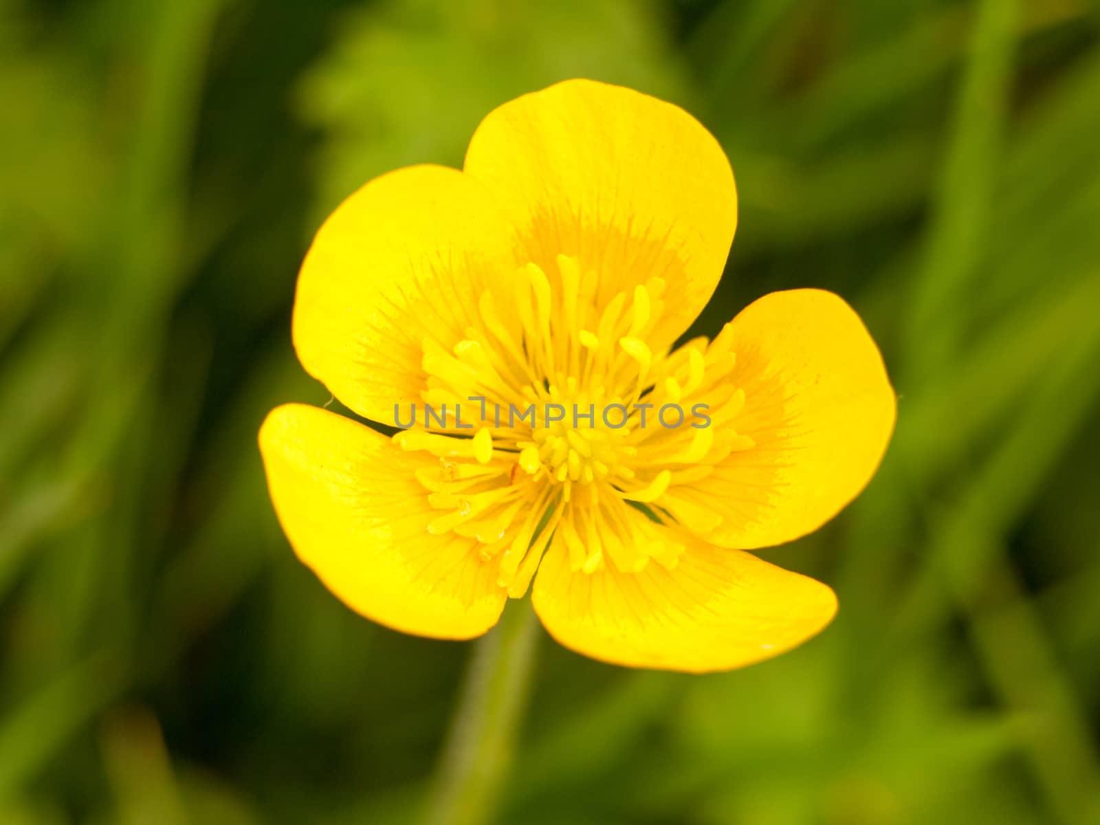 close up macro of a beautiful and fully open spring buttercup with a green grass background outside sunny life Ranunculus