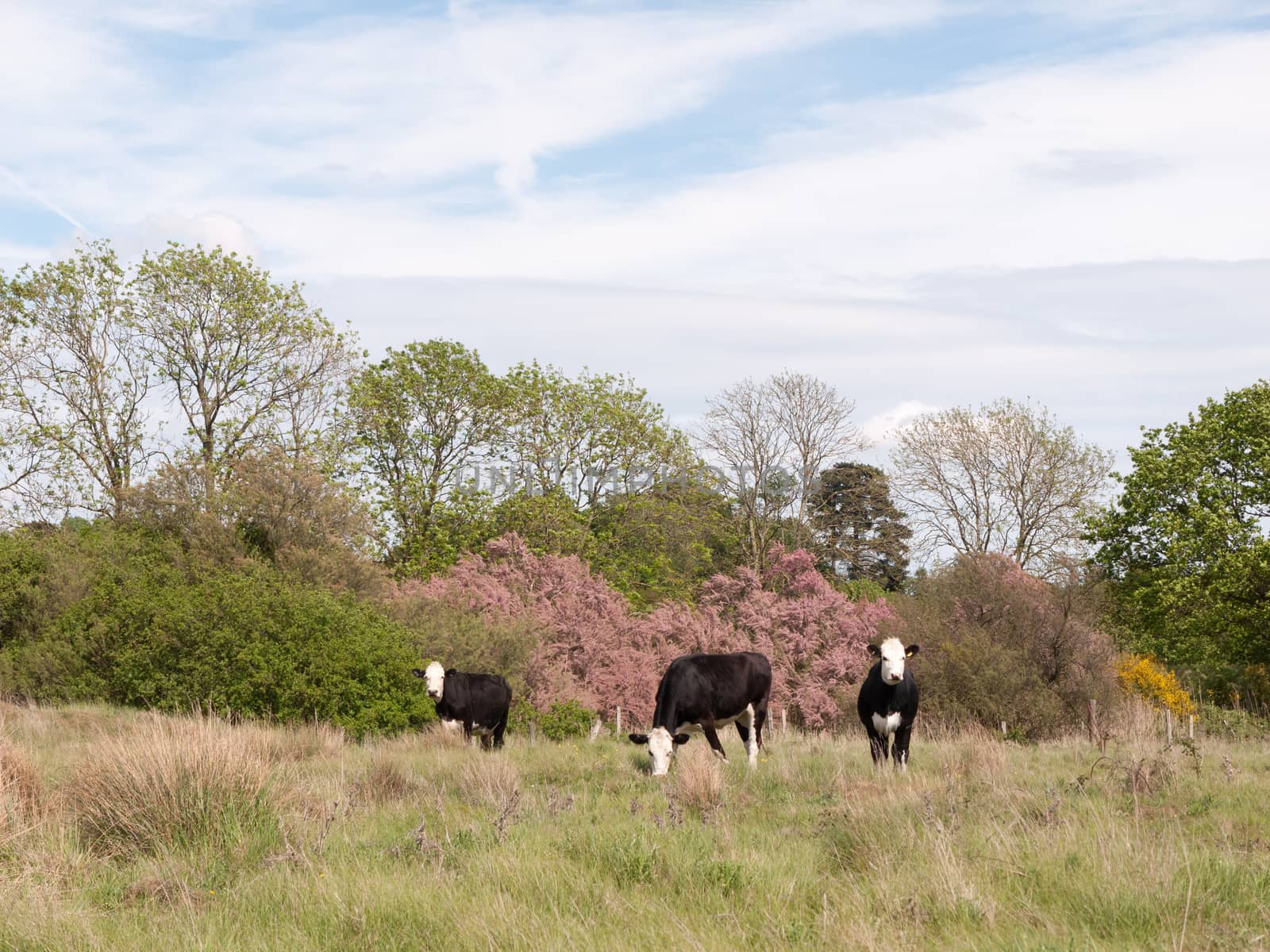 three black and white cows outside in a field eating and grazing by callumrc