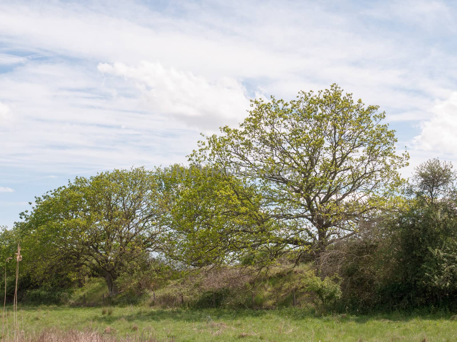 a row of green leafed trees along the side of a meadow farmland outside in essex country uk england growing and bountiful with no people beautiful natural landscape