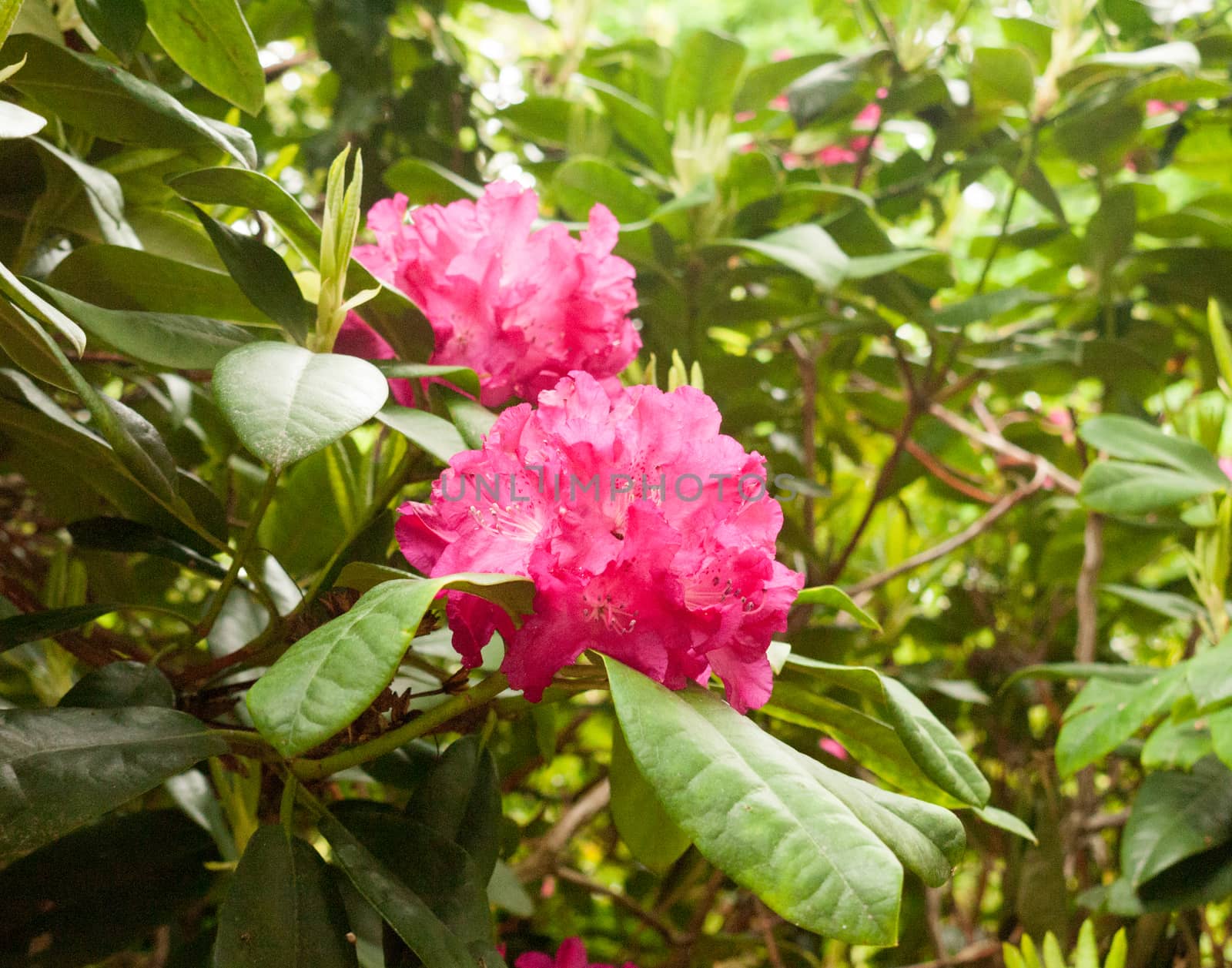 a gorgeous pinky bright red rhododendron outside close up on a tree in detail in sunlight on spring day lush and vibrant with color in uk england flowers