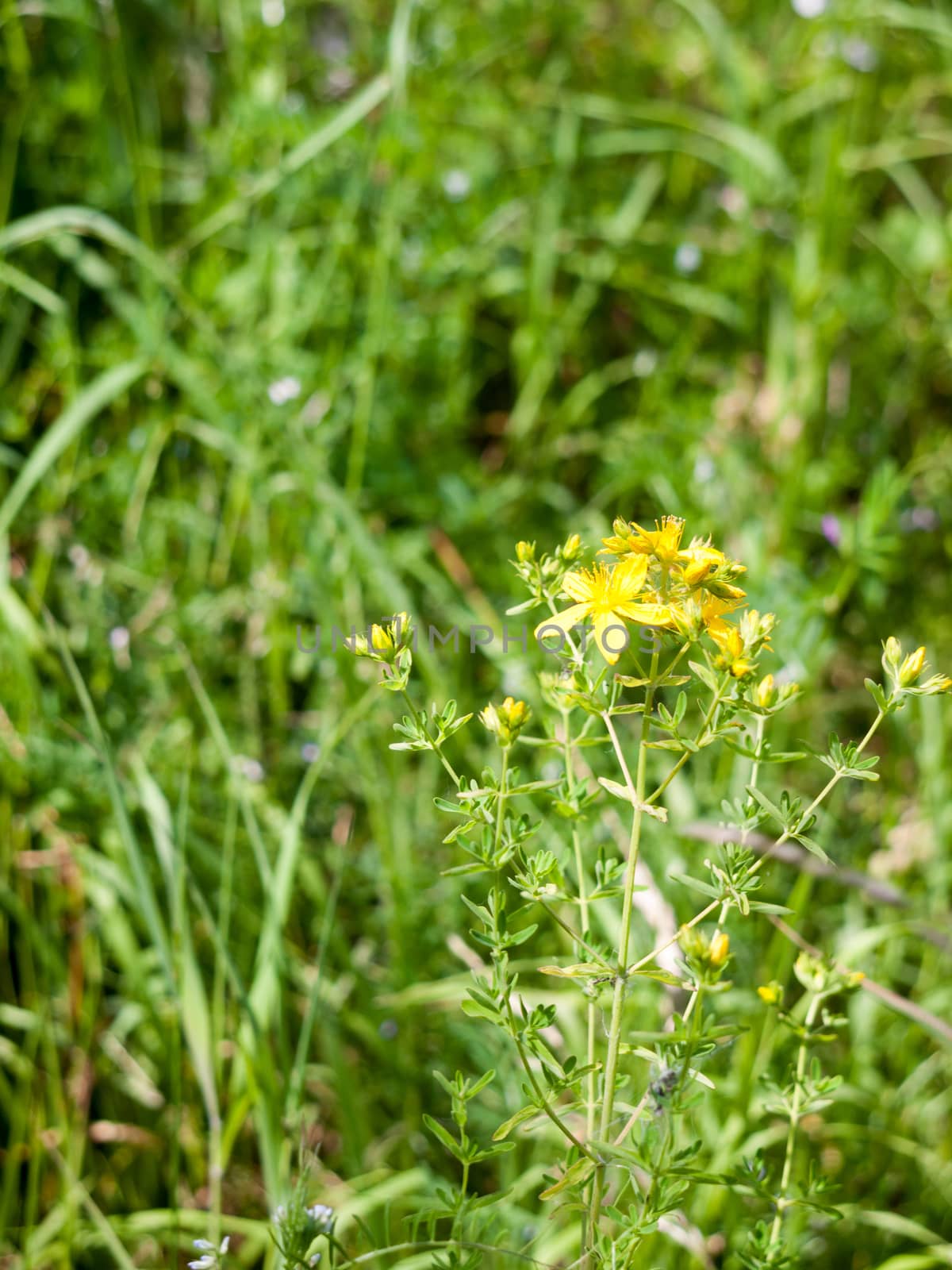 beautiful yellow summer flower outside 
