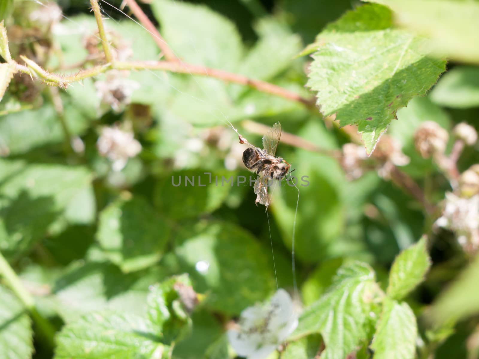 dead insect decaying outside in sunlight