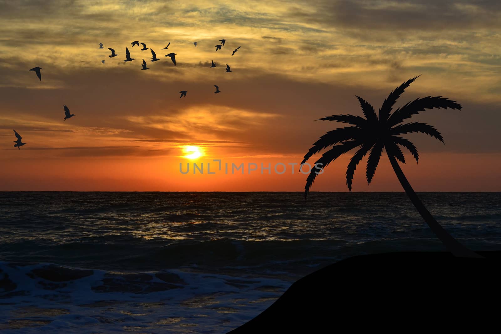 Palm on the beach at sunrise