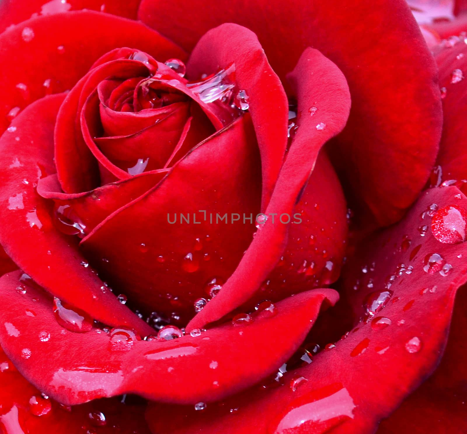 Red rose with water drops on petals close up by hibrida13