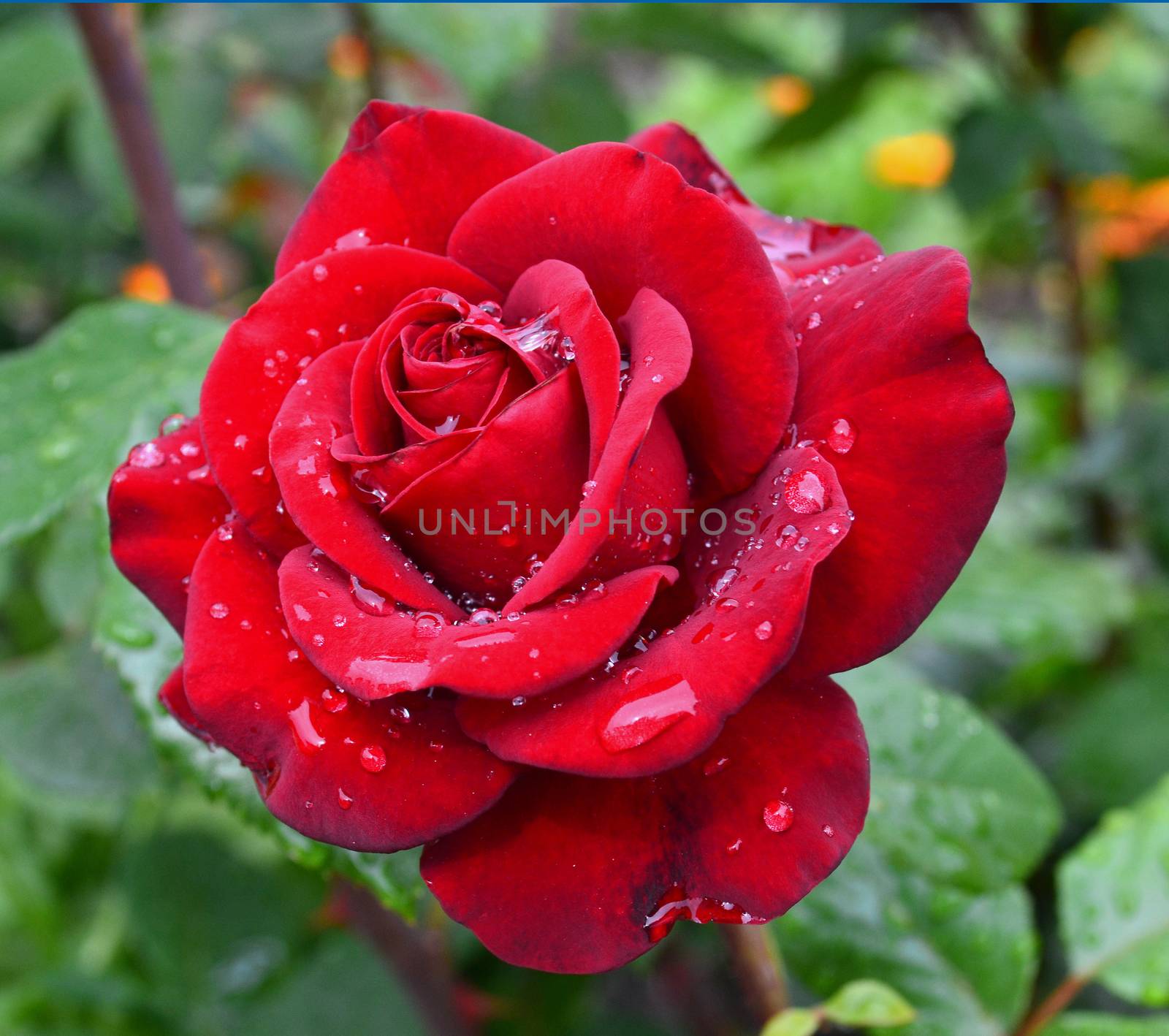 Red rose with water drops on petals in a garden