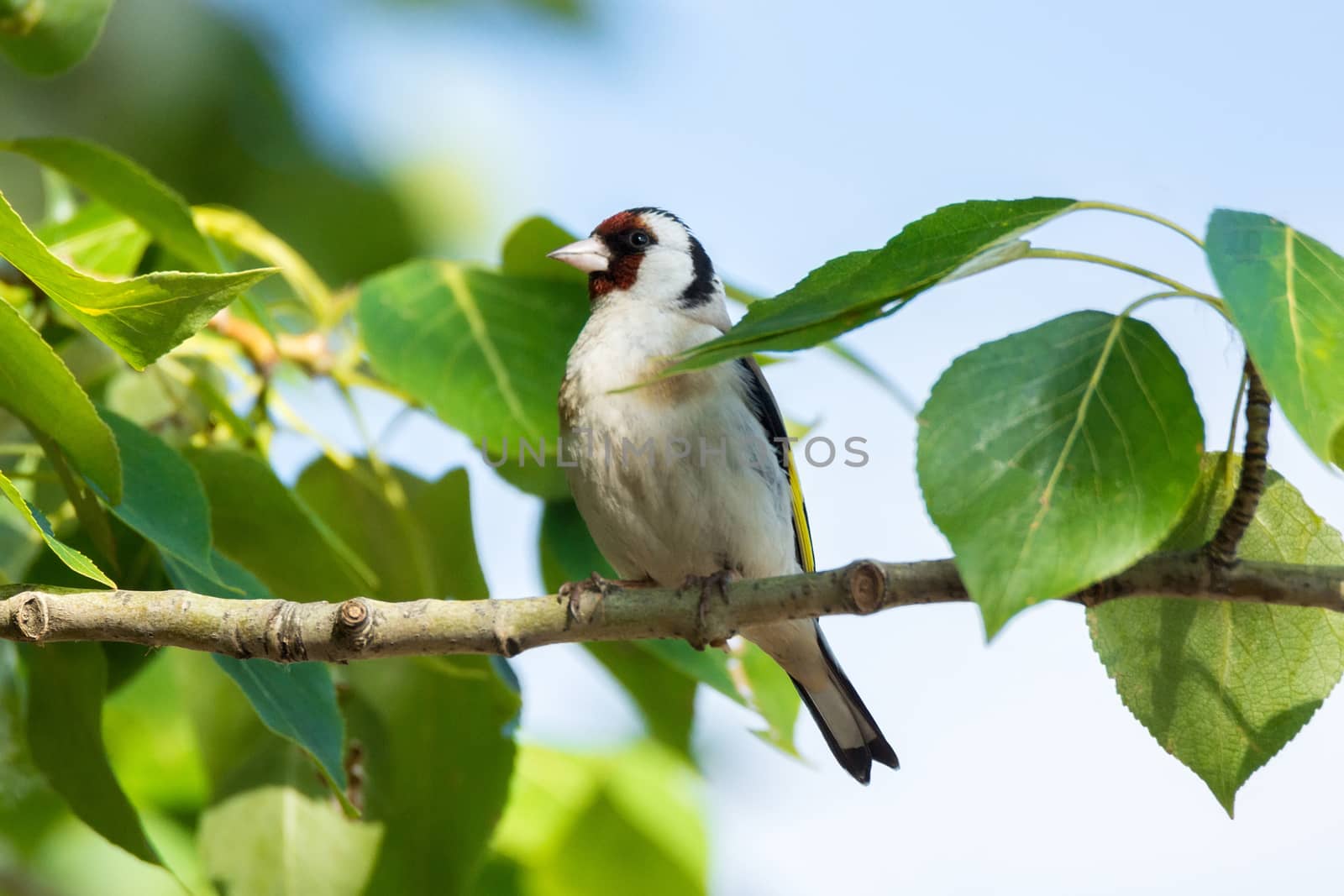 The photograph shows a goldfinch on a branch