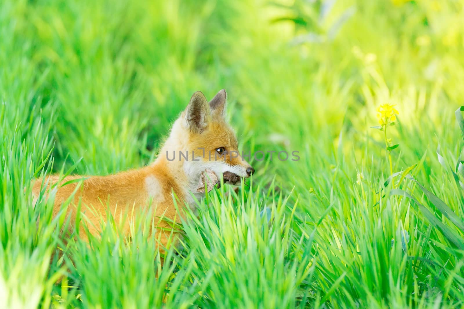 fox on the grass by AlexBush
