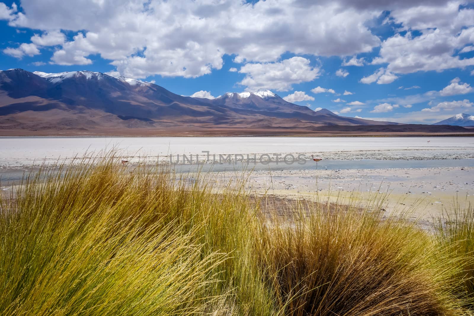 Laguna Honda in sud Lipez Altiplano reserva Eduardo Avaroa, Bolivia