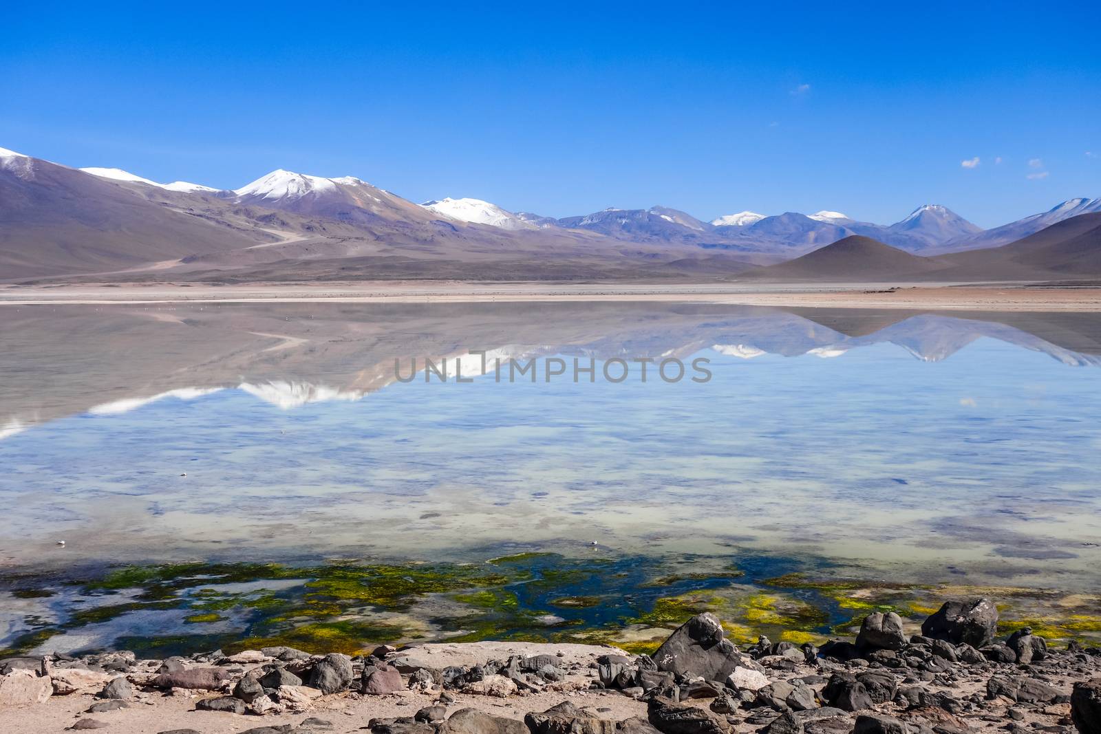 Clear altiplano laguna in sud Lipez reserva Eduardo Avaroa, Bolivia