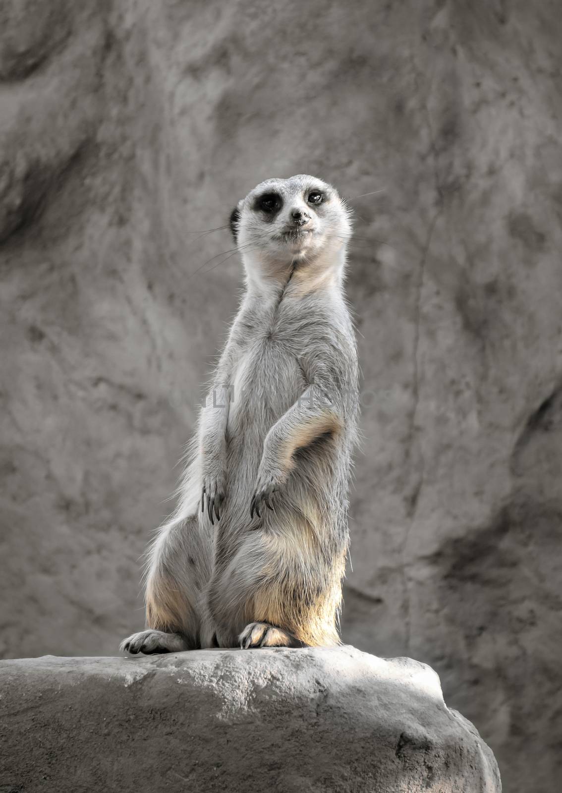 Small suricate on a rock, watching around