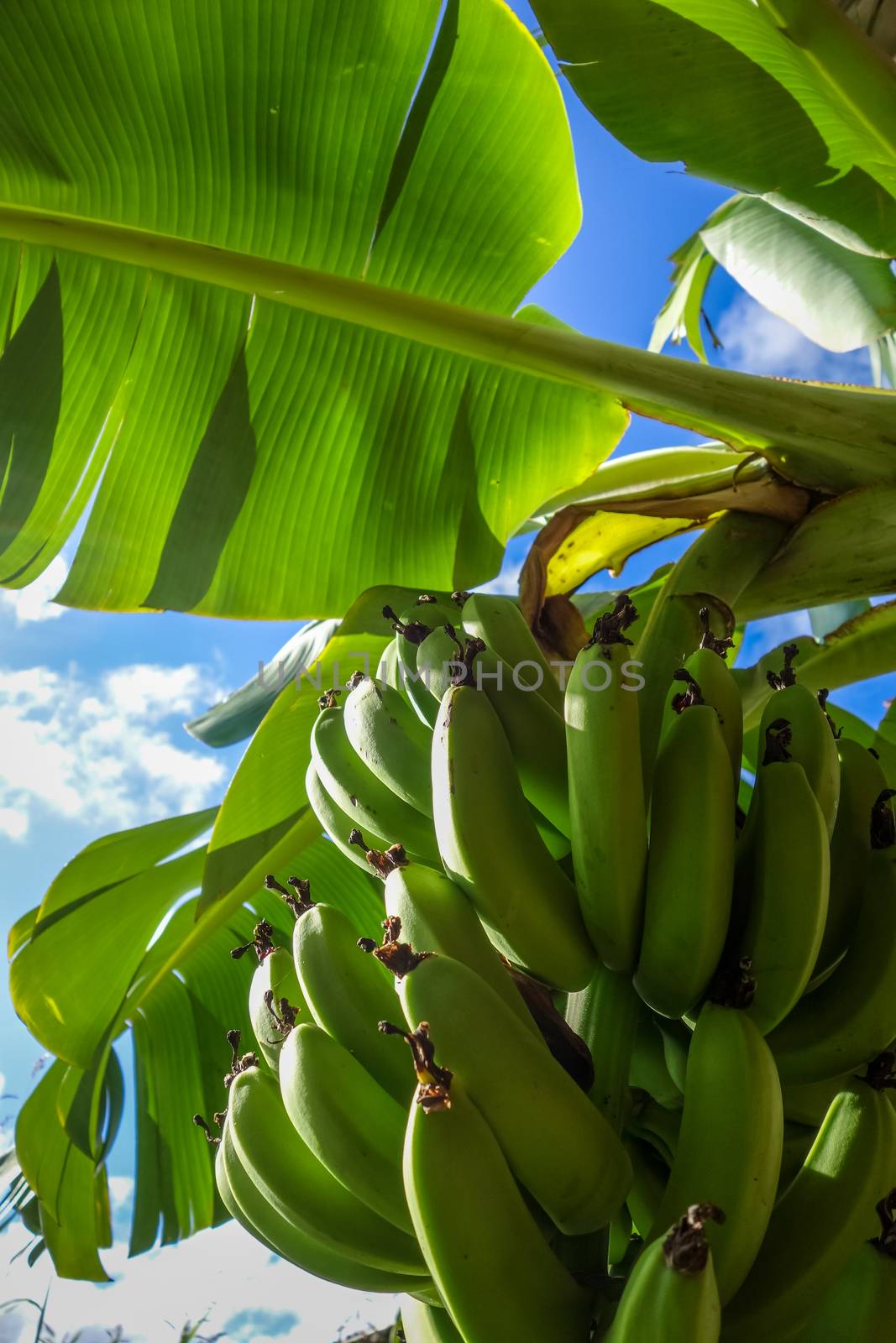 Banana tree detail, easter island by daboost