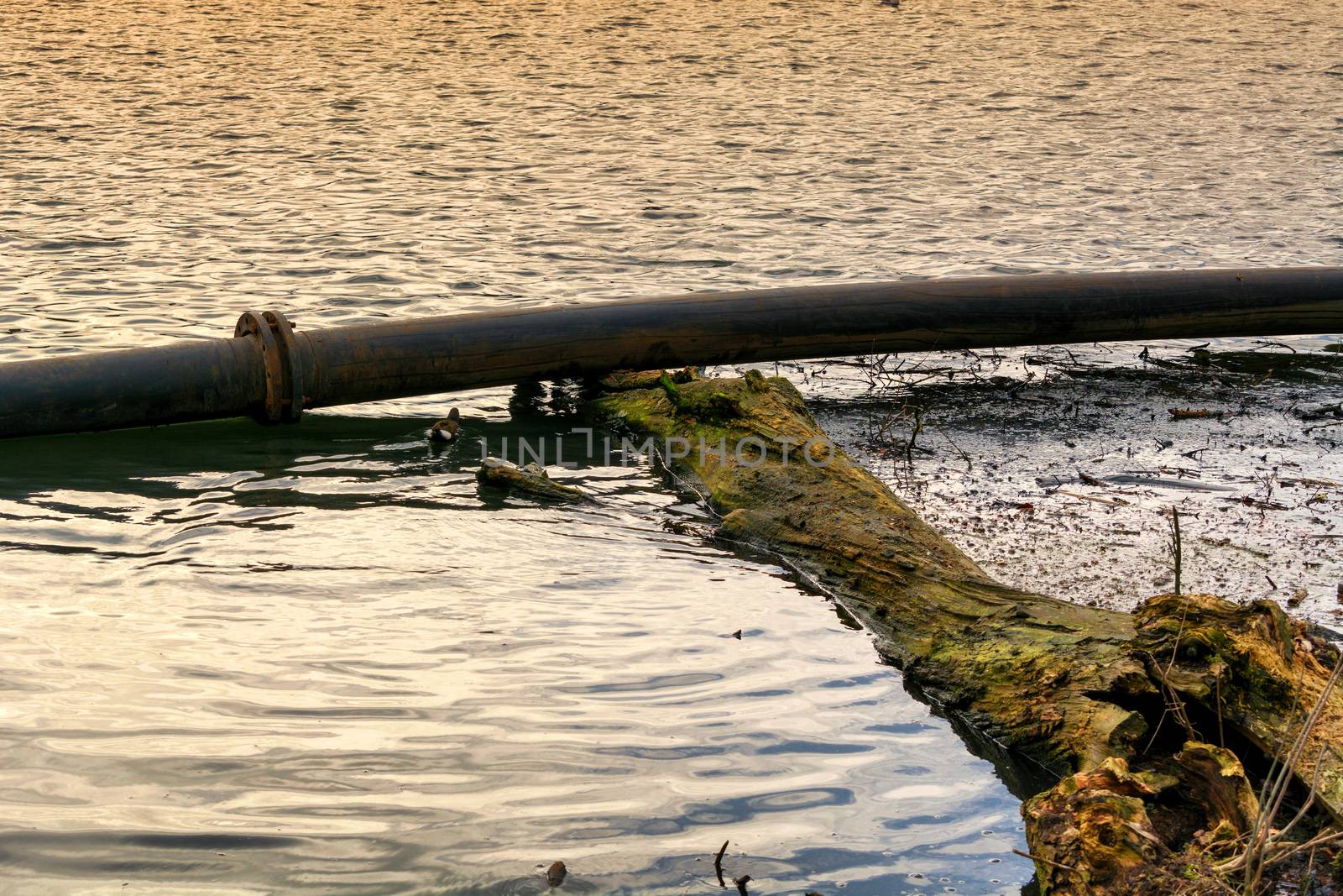 Pipeline, plastic pipes float on the water surface.