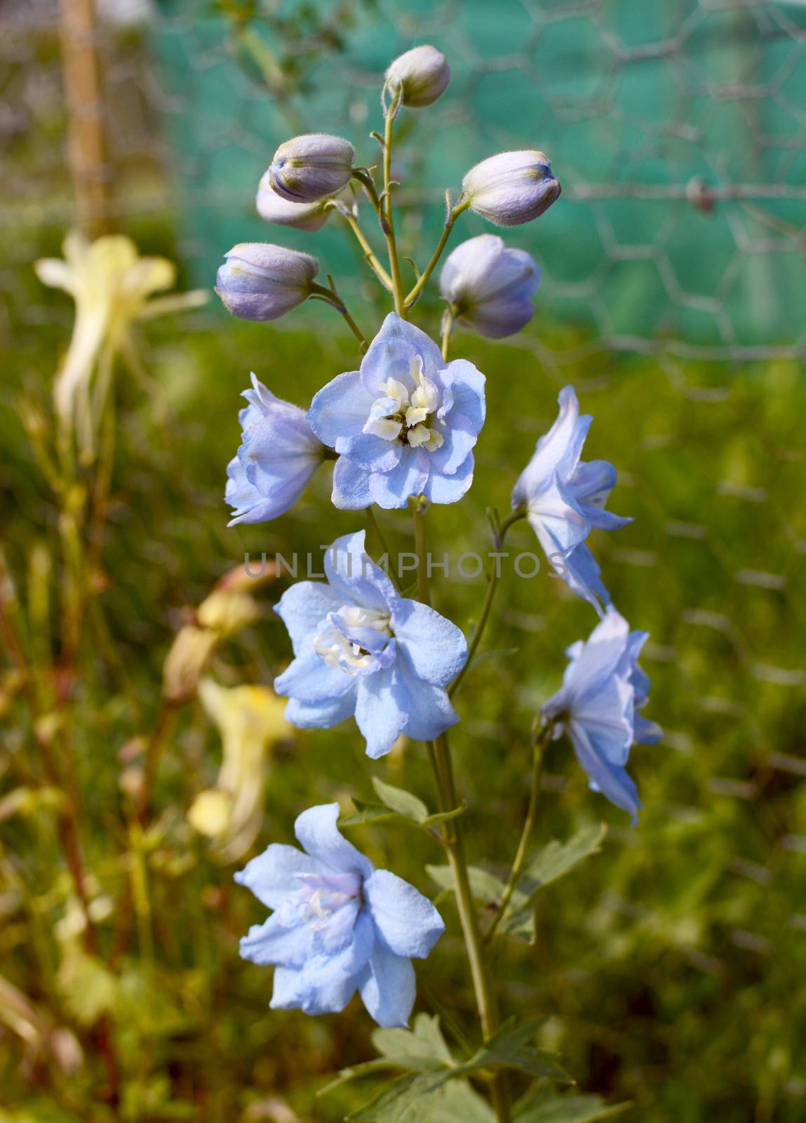 Pale blue delphinium flowers and buds opening in a sunny garden; Summer Skies cultivar