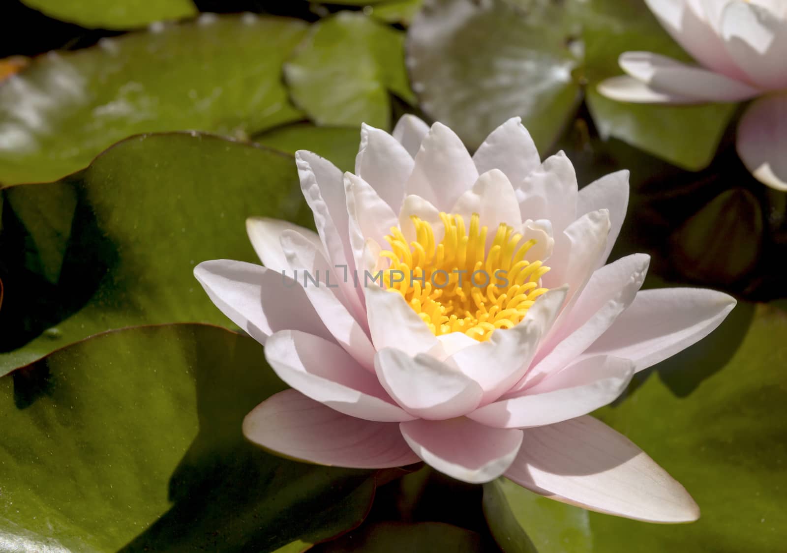This photo was taken at a formal botanical garden near San Francisco, California. Spring had arrived, and flowers are in bloom. This image features a lily pond, and beautiful blooming Lotus flower.