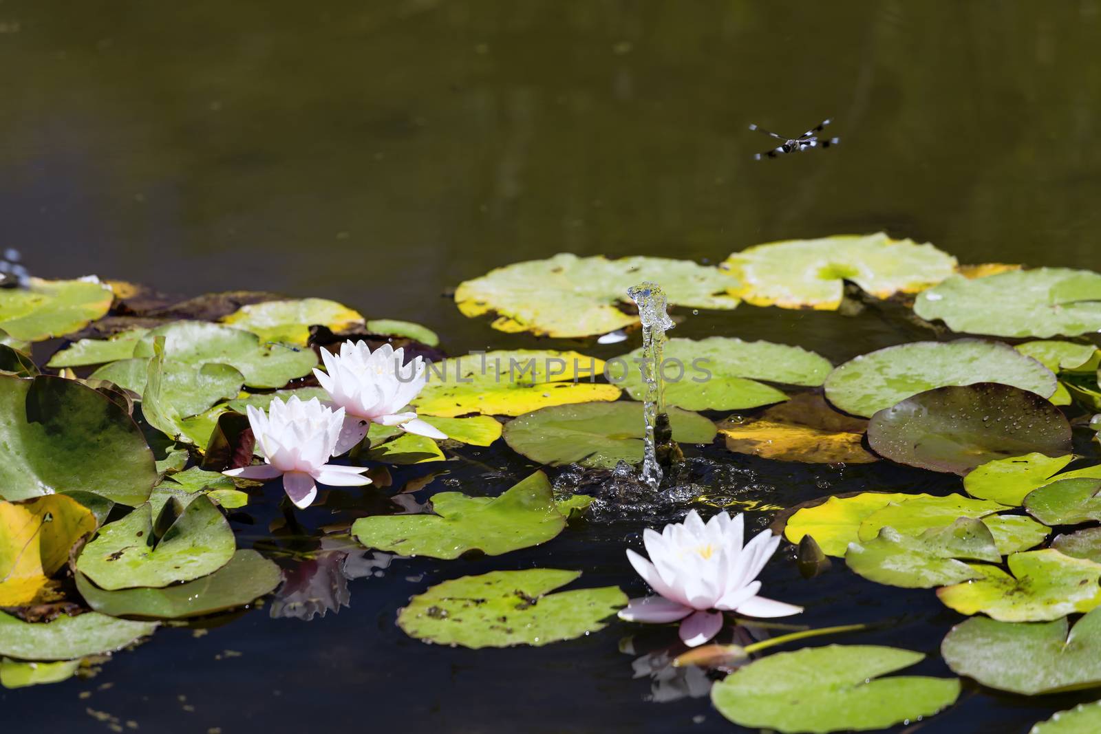 This photo was taken at a formal botanical garden near San Francisco, California. Spring had arrived, and flowers are in bloom. This image features a lily pond, Dragonfly, and beautiful blooming Lotus flower with a small fountain.