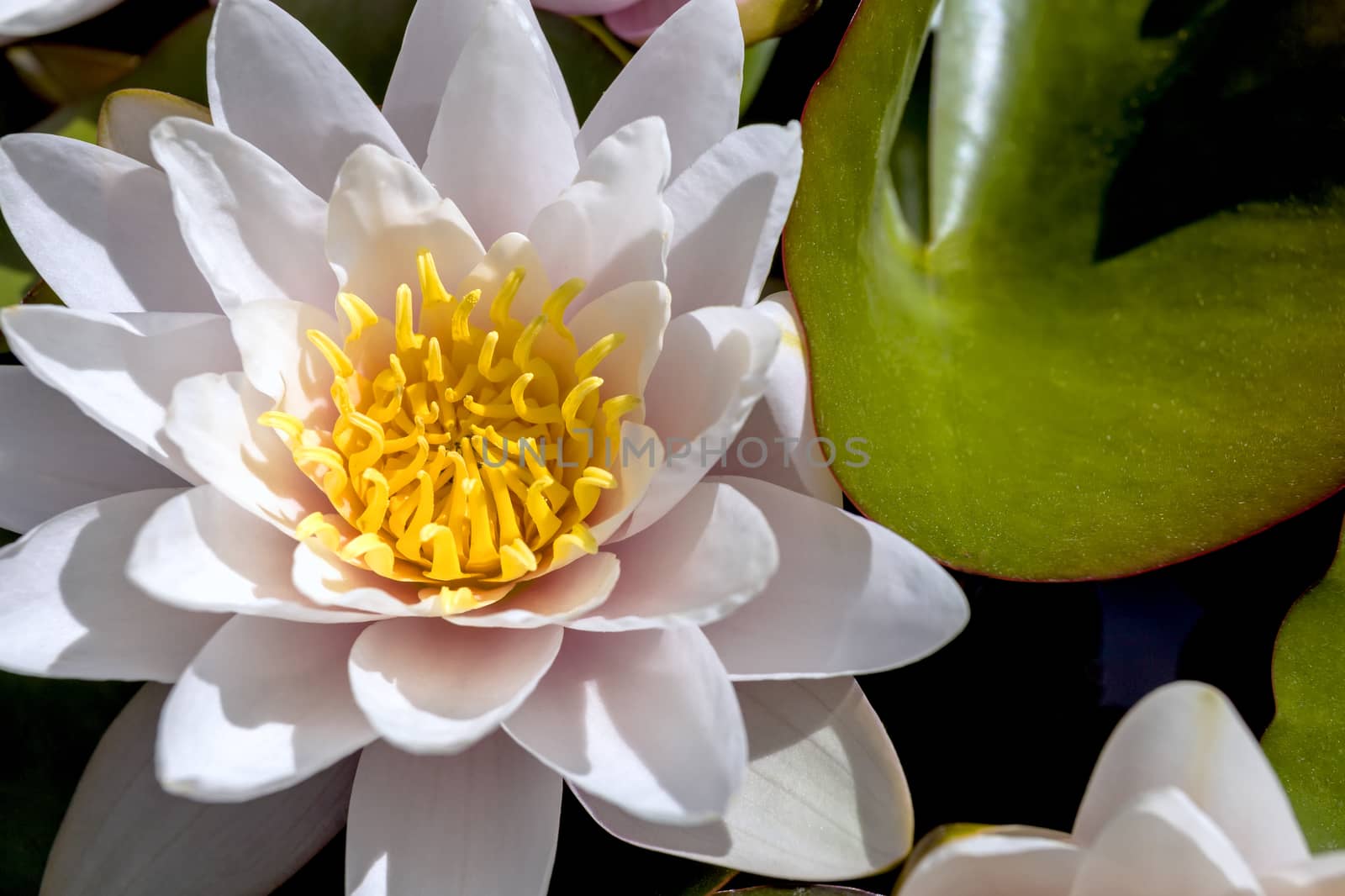 This photo was taken at a formal botanical garden near San Francisco, California. Spring had arrived, and flowers are in bloom. This image features a lily pond and beautiful blooming Lotus flower.