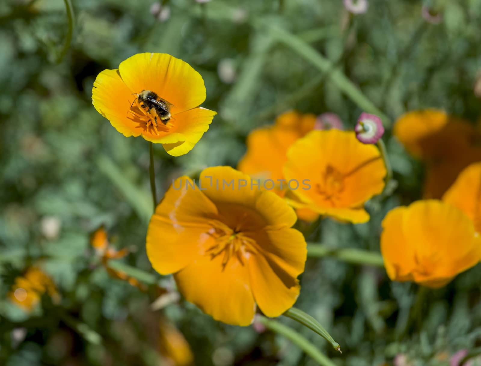 This photo was taken at a formal botanical garden near San Francisco, California. Spring had arrived, and flowers are in bloom. This image features a beautiful California Poppies and Bumble Bees collecting Pollen.