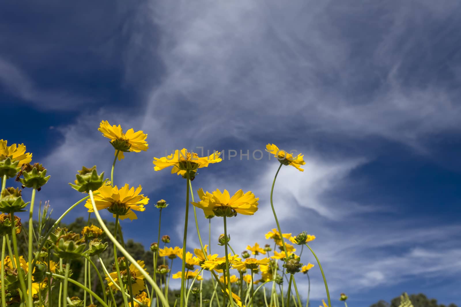 This photo was taken at a formal botanical garden near San Francisco, California. Spring had arrived, and flowers are in bloom. This image features a beautiful yellow flowers and with a deep blue sky with wispy clouds.