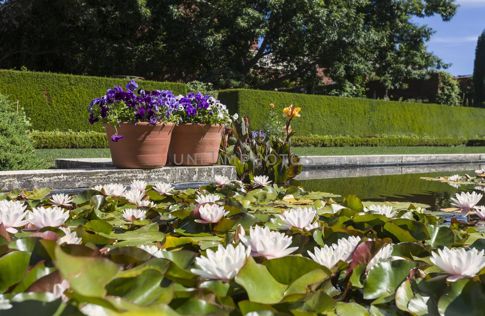 This photo was taken at a formal botanical garden near San Francisco, California. Spring had arrived, and flowers are in bloom. This image features a lily pond, and beautiful blooming Lotus flower with two flower pots with purple flowers.