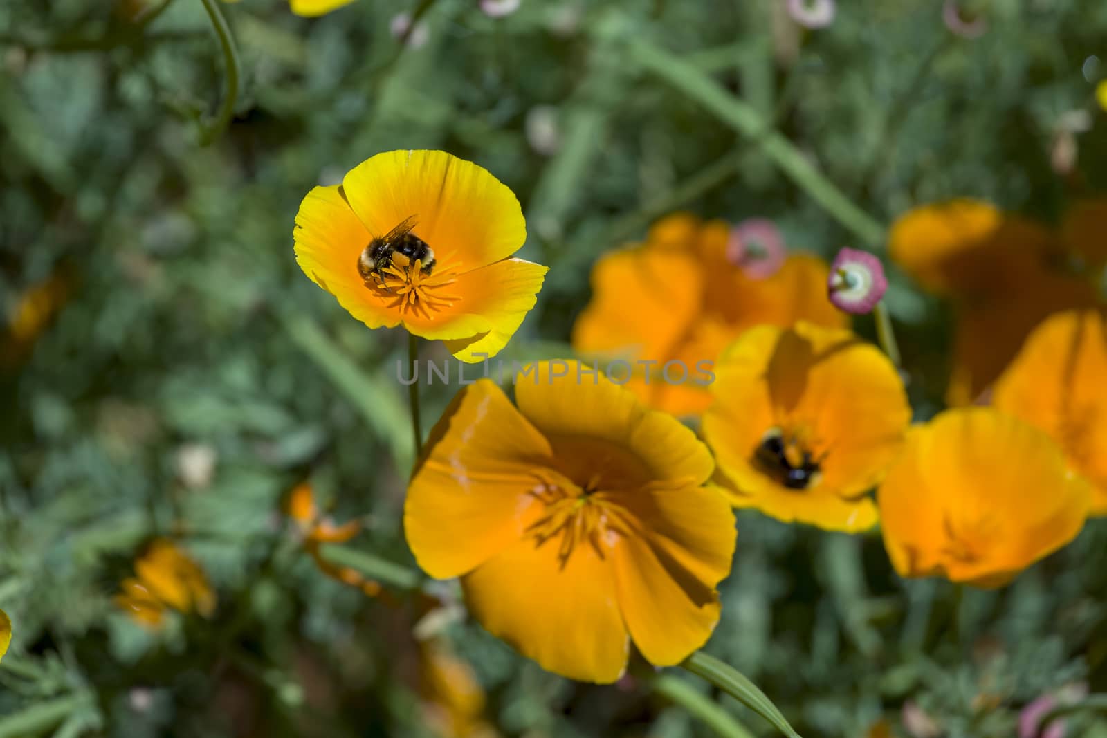 This photo was taken at a formal botanical garden near San Francisco, California. Spring had arrived, and flowers are in bloom. This image features a beautiful California Poppies and Bumble Bees collecting Pollen.