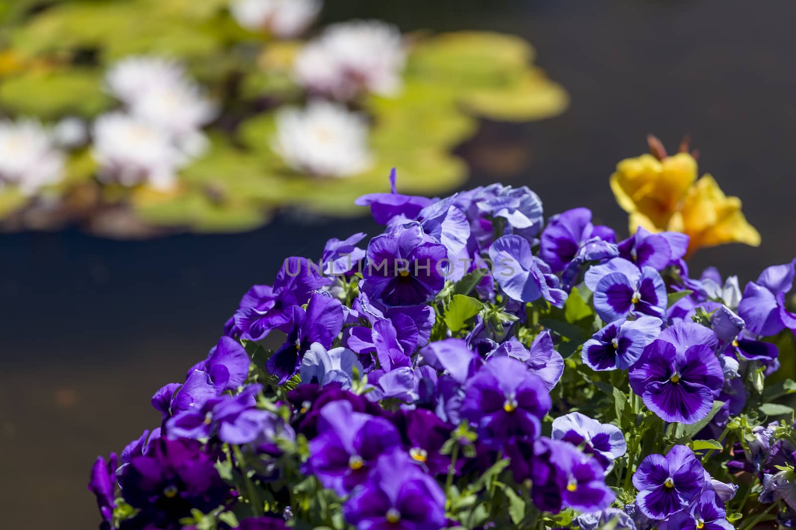 This photo was taken at a formal botanical garden near San Francisco, California. Spring had arrived, and flowers are in bloom. This image features a lily pond and beautiful purple flowers.