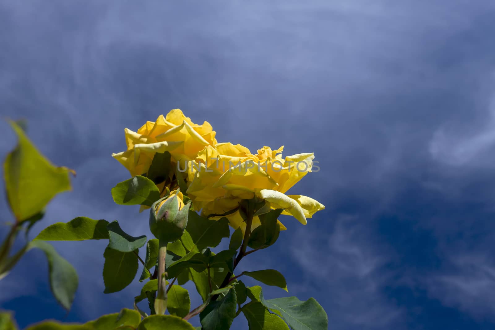 This photo was taken at a formal botanical garden near San Francisco, California. Spring had arrived, and flowers are in bloom. This image features a beautiful yellow rose blossoms and with a deep blue sky with wispy clouds.